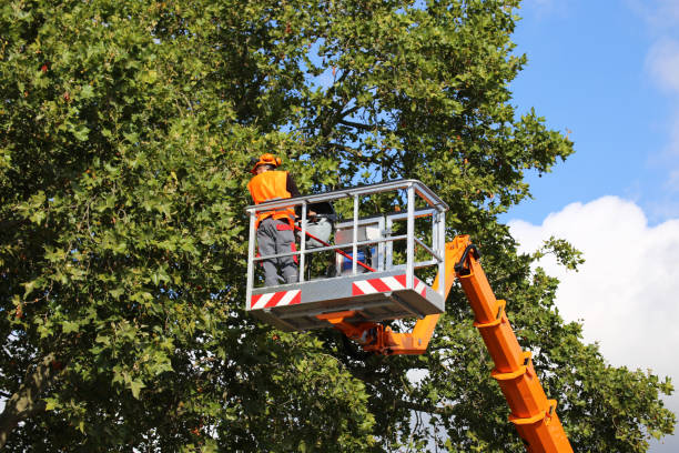 Best Tree Risk Assessment  in Boca Raton, FL
