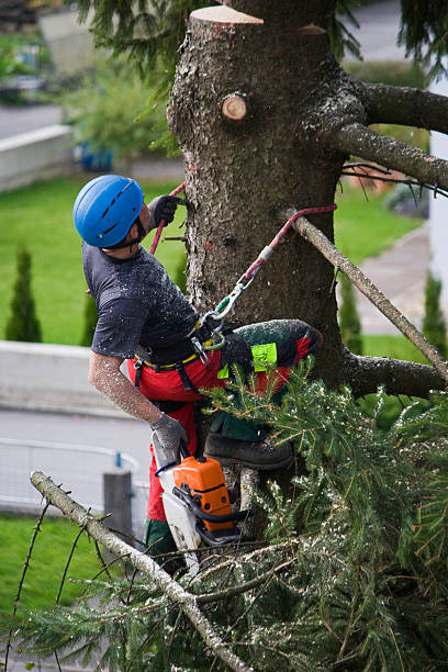 Lawn Watering Services in Boca Raton, FL